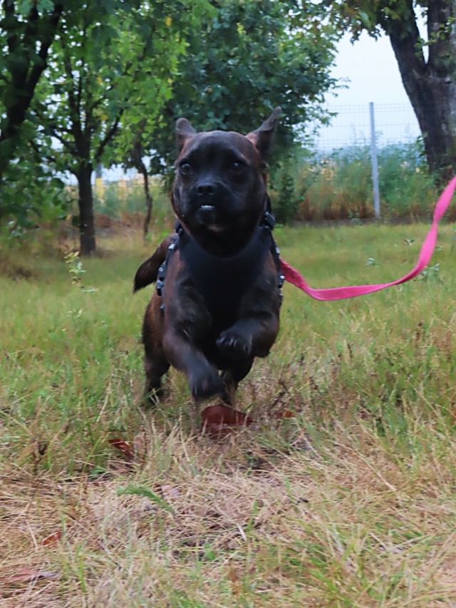 elia - ELIA - femelle, typée croisée mini staffie, de petite taille - née environ en août 2021 - Centre RM Pascani (Roumanie) Elia_311