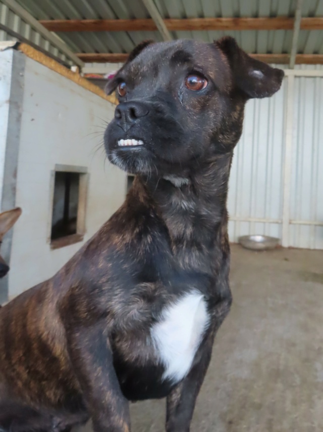 ELIA - femelle, typée croisée mini staffie, de petite taille - née environ en août 2021 - Centre RM Pascani (Roumanie) Elia_710