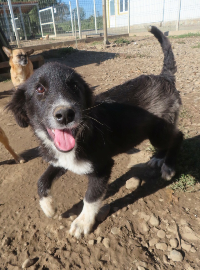 FLOYD - chiot mâle, type border collie, de taille moyenne à l'âge adulte - né environ en mai 2024 - REMEMBER ME LAND Floyd_13