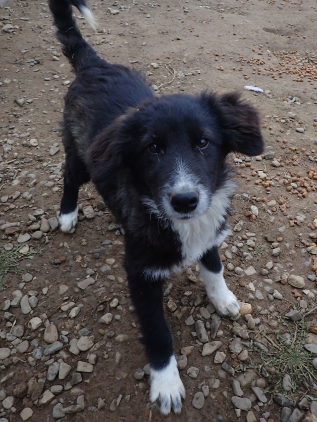 FLOYD - FLOYD - chiot mâle, type border collie, de taille moyenne à l'âge adulte - né environ en mai 2024 - REMEMBER ME LAND - RÉSERVÉ ADOPTION PAR Lucas (67)  Floyd_25