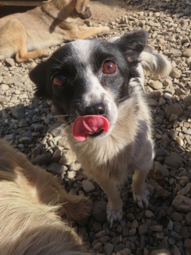 INATA - femelle, type chihuahua, de petite taille mini, née environ en septembre 2020 - REMEMBER ME LAND - réservée FA par Jacqueline (68) Inata_21