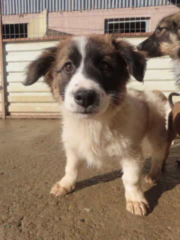 INDIE - chiot femelle, de taille moyenne à grande à l'âge adulte - née environ en juin 2024 - REMEMBER ME LAND - RÉSERVÉE ADOPTION PAR Emeline (59)  Indie_15