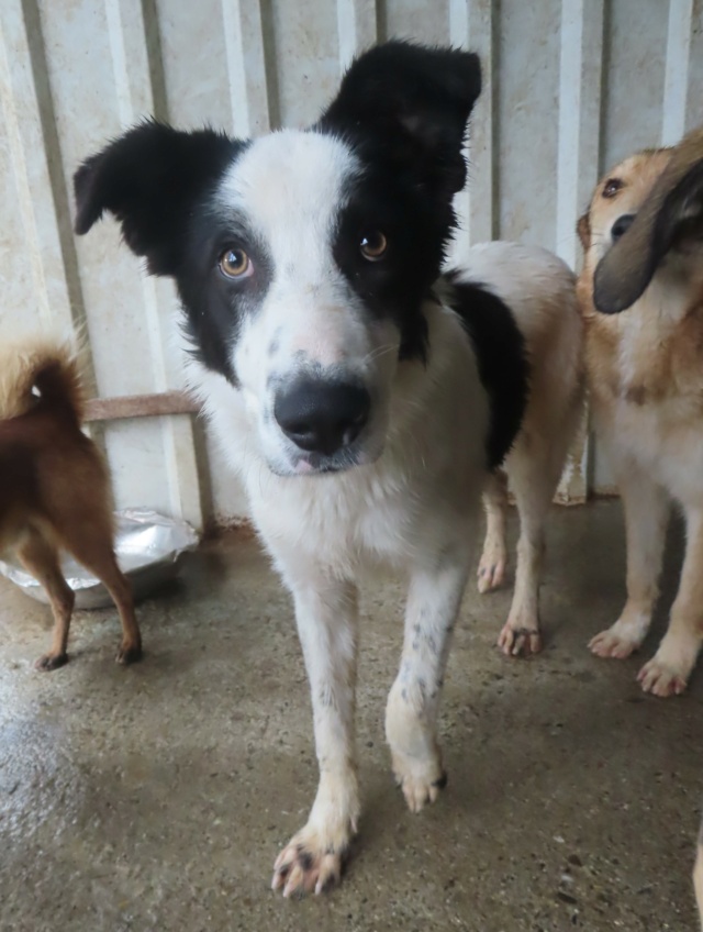 jojo - JOJO - chiot mâle, type croisé border collie, de taille moyenne à l'âge adulte, né environ en décembre 2023  - REMEMBER ME LAND Jojo_116