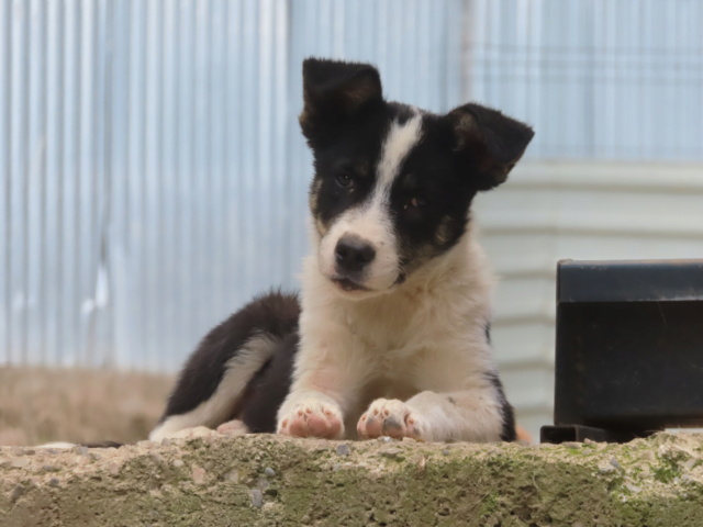 KENZA - chiot femelle, de taille moyenne à l'âge adulte - née environ en avril 2024 - REMEMBER ME LAND - Adoptée par Iolanda et Stéphane (1292 - Suisse)  Kenza_13