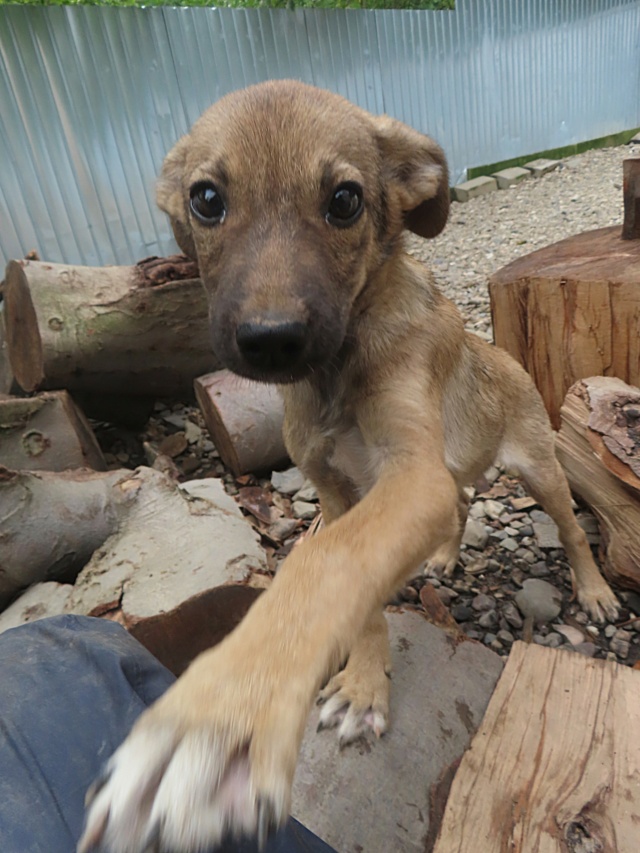 KINDER - chiot mâle, de taille moyenne à l'âge adulte - né environ en mai 2024 - REMEMBER ME LAND Kinder15