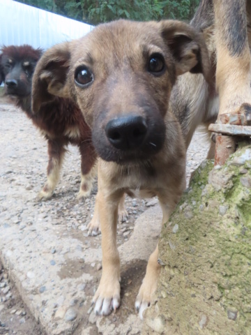 KINDER - KINDER - chiot mâle, de taille moyenne à l'âge adulte - né environ en mai 2024 - REMEMBER ME LAND Kinder24