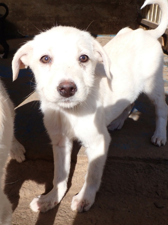 marvel - MARVEL - chiot mâle, type golden retriever, de taille moyenne à l'âge adulte - né environ en juillet 2024 - REMEMBER ME LAND Marvel14