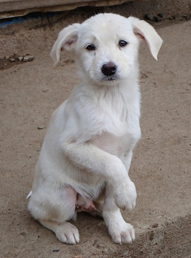 marvel - MARVEL - chiot mâle, type golden retriever, de taille moyenne à l'âge adulte - né environ en juillet 2024 - REMEMBER ME LAND Marvel15