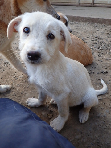 marvel - MARVEL - chiot mâle, type golden retriever, de taille moyenne à l'âge adulte - né environ en juillet 2024 - REMEMBER ME LAND Marvel24