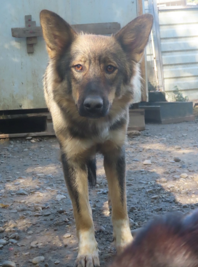 orange - ORANGE - femelle, type chien loup, de taille moyenne à grande - née environ en octobre 2019 - REMEMBER ME LAND Orange11