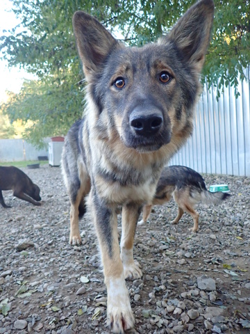 orange - ORANGE - femelle, type chien loup, de taille moyenne à grande - née environ en octobre 2019 - REMEMBER ME LAND Orange20