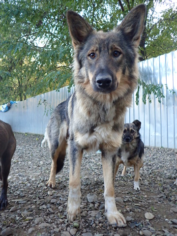 orange - ORANGE - femelle, type chien loup, de taille moyenne à grande - née environ en octobre 2019 - REMEMBER ME LAND Orange21