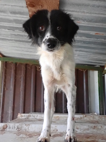 paillette - PAILLETTE - femelle, typée croisée border collie, de taille moyenne - née environ en septembre 2022 - REMEMBER ME LAND Paille18