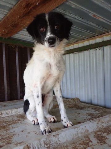 paillette - PAILLETTE - femelle, typée croisée border collie, de taille moyenne - née environ en septembre 2022 - REMEMBER ME LAND Paille20