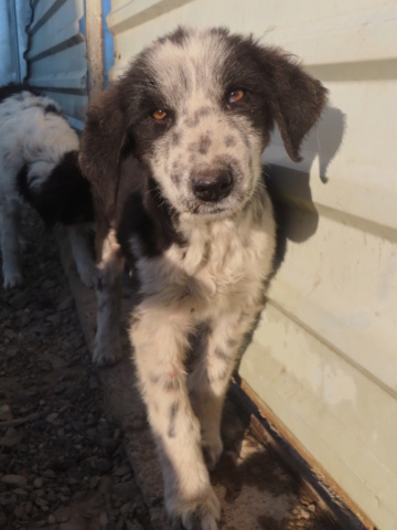 PASCANIE - PASCANIE - femelle, type border collie, de taille petite à moyenne - née environ en octobre 2023 - REMEMBER ME LAND Pascan26