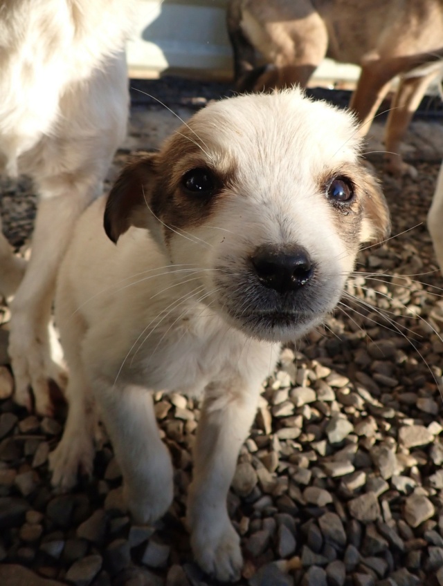 REVA - REVA - chiot femelle, type mini berger, de petite taille à l'âge adulte - née environ en juillet 2024 - REMEMBER ME LAND / RESERVEE ADOPTION PAR DANIEL (94) Reva_710