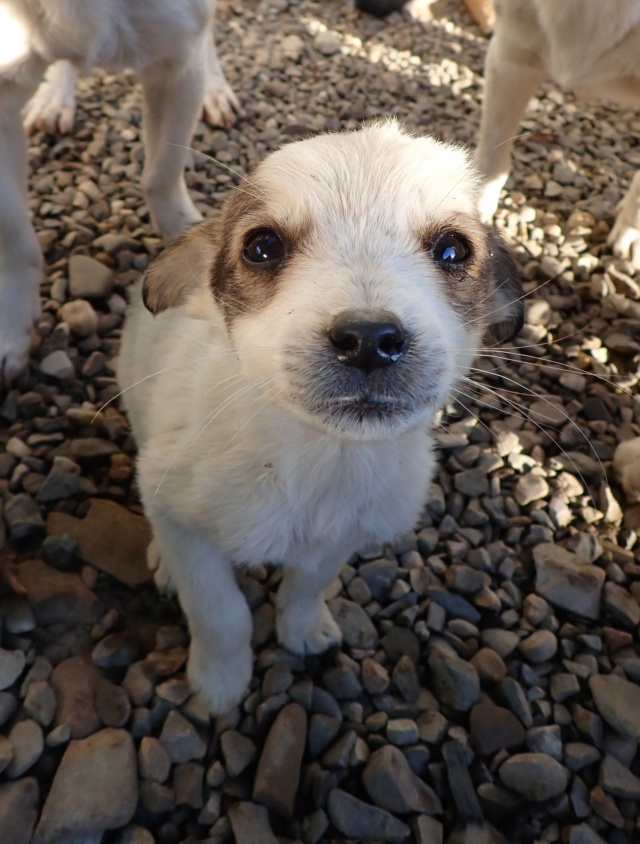 REVA - REVA - chiot femelle, type mini berger, de petite taille à l'âge adulte - née environ en juillet 2024 - REMEMBER ME LAND / RESERVEE ADOPTION PAR DANIEL (94) Reva_810