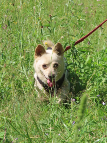 LEONE (ex SHIVA) - femelle, de petite taille - née environ en avril 2019 - REMEMBER ME LAND - Adoptée par Marie (1192 - Belgique)  Shiva_18