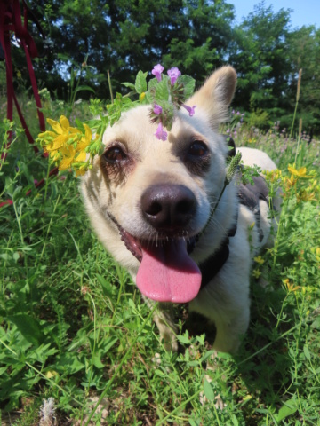 LEONE (ex SHIVA) - femelle, de petite taille - née environ en avril 2019 - REMEMBER ME LAND - Adoptée par Marie (1192 - Belgique)  Shiva_25