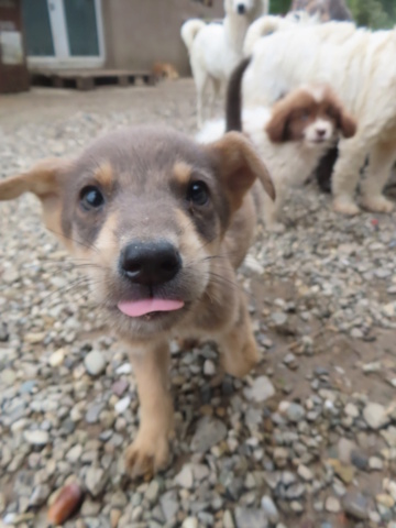 SUSHI - TOBI (ex SUSHI) - chiot mâle, type mini berger, de petite taille à l'âge adulte - né environ en juillet 2024 - REMEMBER ME LAND - Adopté par Maeva (06)  Sushi_10