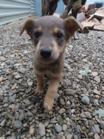 SUSHI - TOBI (ex SUSHI) - chiot mâle, type mini berger, de petite taille à l'âge adulte - né environ en juillet 2024 - REMEMBER ME LAND - Adopté par Maeva (06)  Sushi_12