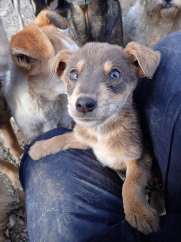 SUSHI - TOBI (ex SUSHI) - chiot mâle, type mini berger, de petite taille à l'âge adulte - né environ en juillet 2024 - REMEMBER ME LAND - Adopté par Maeva (06)  Sushi_20