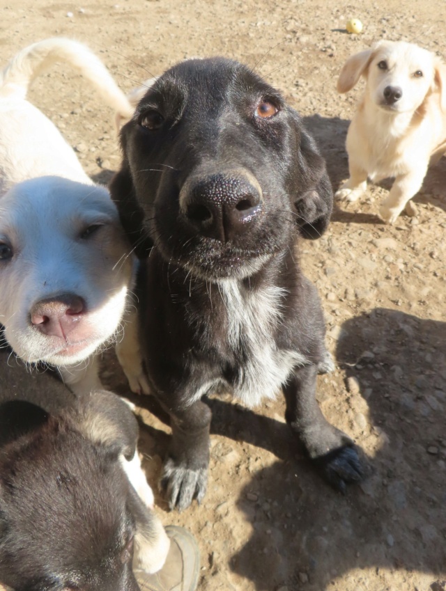 SYBELE - chiot femelle, de taille moyenne à l'âge adulte - née environ en mai 2024 - REMEMBER ME LAND - Réservée Adoption par Léa (37) Sybele15