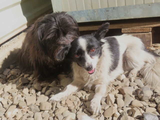 TCHATCHA - TCHATCHA - chiot femelle, type affenpinscher, de petite taille, née environ en janvier 2024 - REMEMBER ME LAND Tchatc10