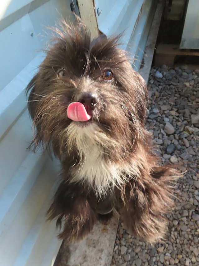 TCHATCHA - chiot femelle, type affenpinscher, de petite taille, née environ en janvier 2024 - REMEMBER ME LAND Tchatc17