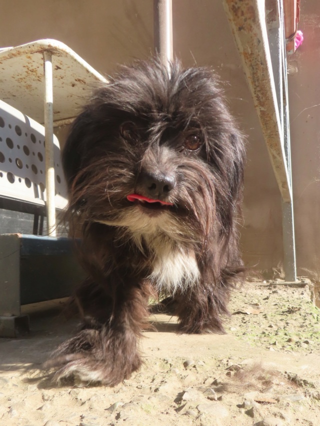 TCHATCHA - chiot femelle, type affenpinscher, de petite taille, née environ en janvier 2024 - REMEMBER ME LAND Tchatc21