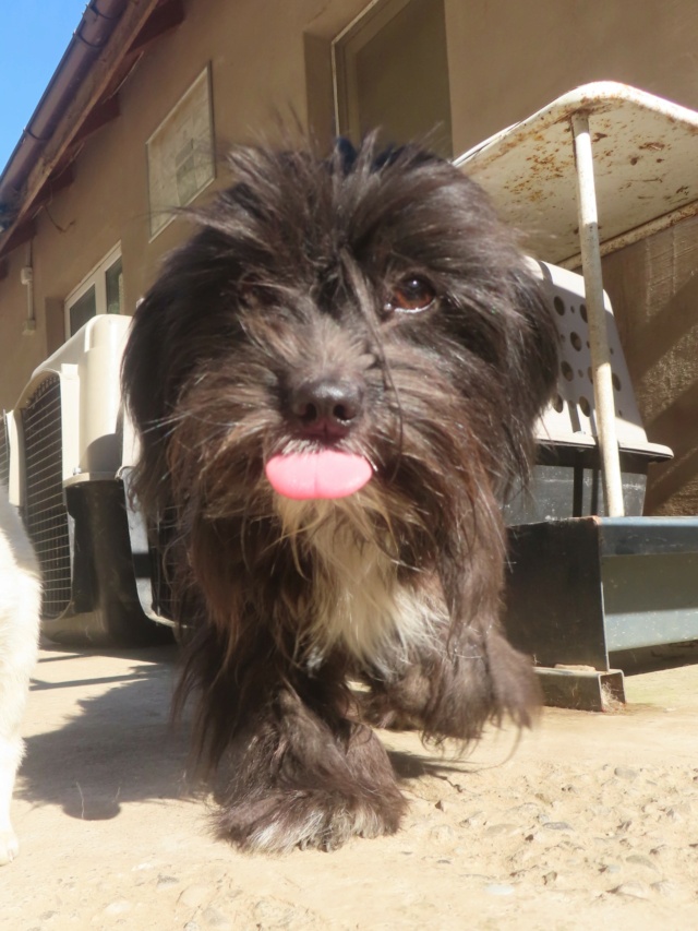 TCHATCHA - chiot femelle, type affenpinscher, de petite taille, née environ en janvier 2024 - REMEMBER ME LAND Tchatc23