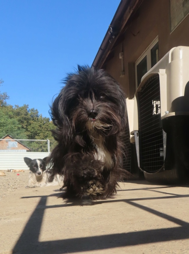 TCHATCHA - chiot femelle, type affenpinscher, de petite taille, née environ en janvier 2024 - REMEMBER ME LAND Tchatc29