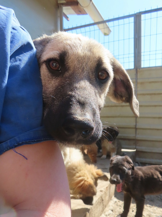 GARY (ex TRESOR) - chiot mâle, de taille moyenne à l'âge adulte - né environ en février 2024 - REMEMBER ME LAND - Adopté par Marine (88) Tresor16