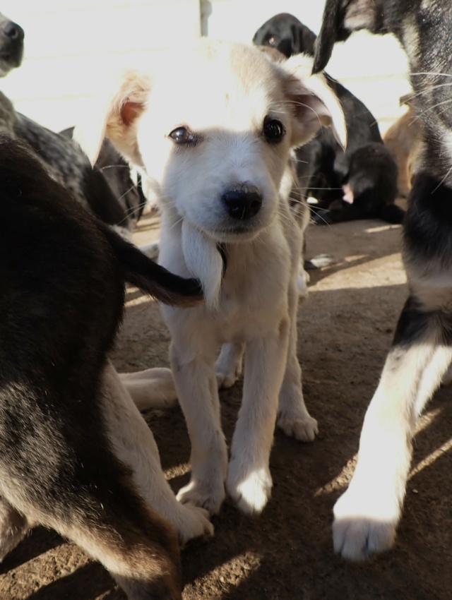 Valcea - VALCEA - chiot femelle, type mini berger, de taille petite à moyenne à l'âge adulte - née environ en juillet 2024 - REMEMBER ME LAND Valcea13