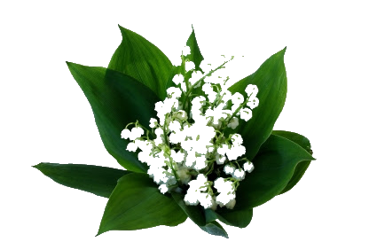 Bonjours-et-bonne-nuit-du-moi-de Mai-2024   Muguet11