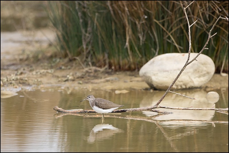 Photos de Fisher24 : maj du 20/01/16 (Le Teich) - Page 36 1211