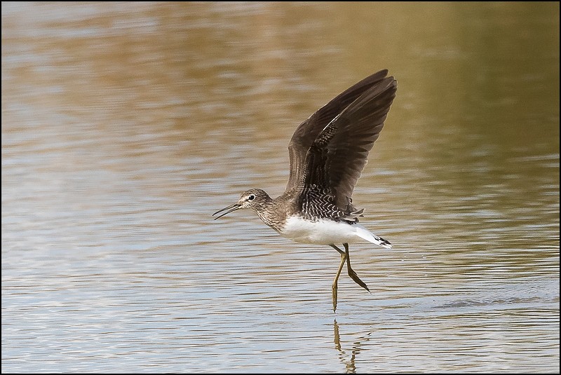 Photos de Fisher24 : maj du 20/01/16 (Le Teich) - Page 36 1411