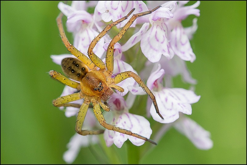 Dolomedes sp. [identifié] Img_1811