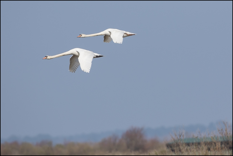 Le Teich (13 mars 2016) Img_8010