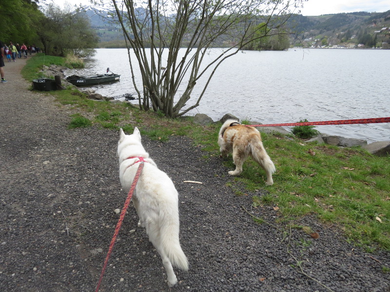 Yocco et Anook au Lac Chambon 02_yoc11