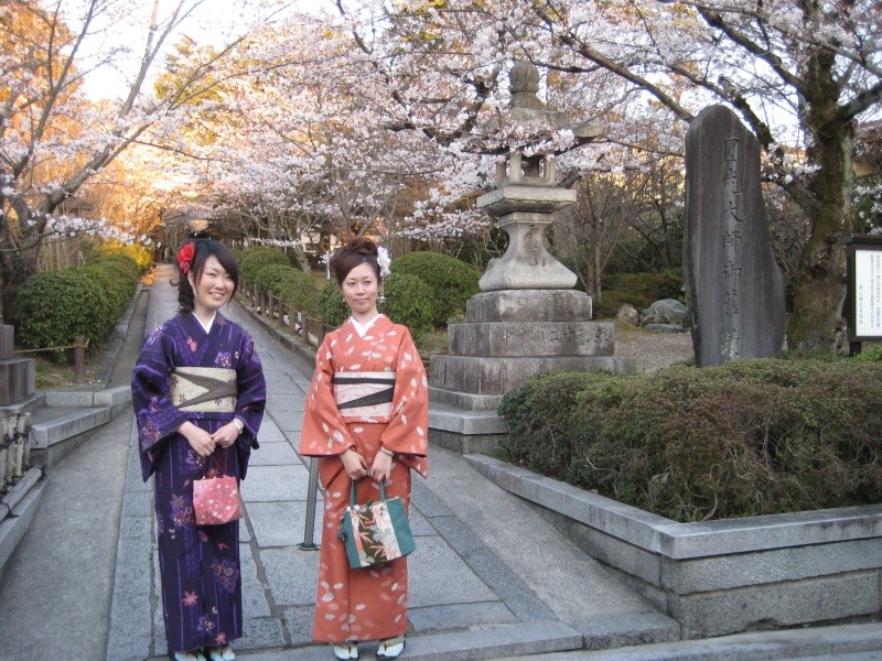 Splendeur des cerisiers à fleurs au Japon. 11-jol10