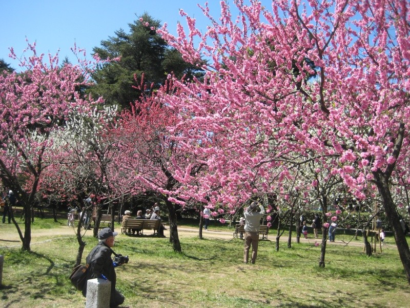 Splendeur des cerisiers à fleurs au Japon. 2-10