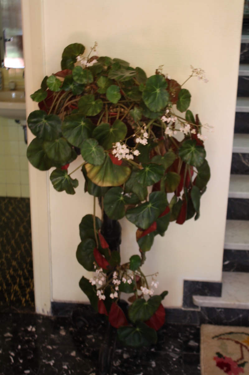 Begonia x erythrophylla Begoni10