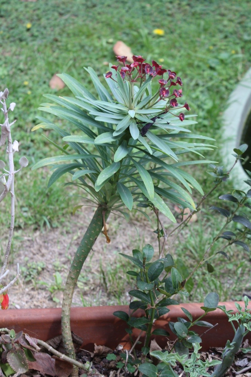 Euphorbia atropurpurea  Euphor12
