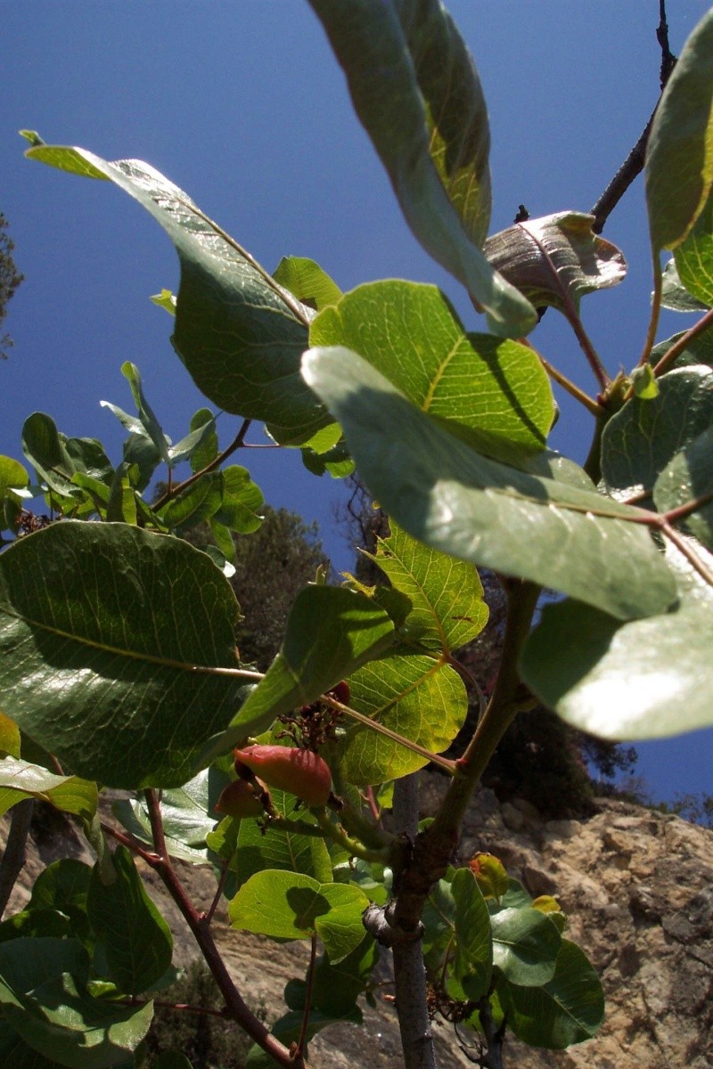 Pistacia terebinthus, Pistacia vera, Anchusa italica [devinette] Pistac10