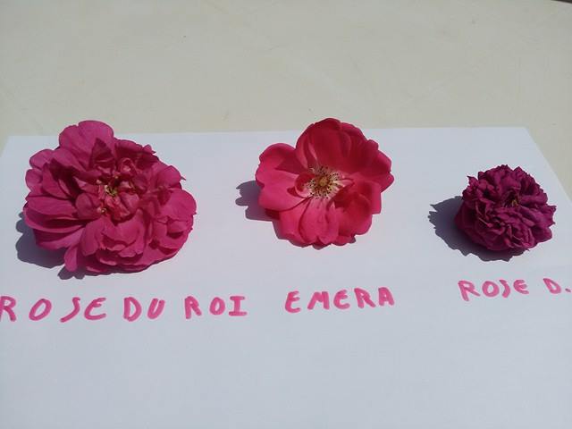 Rose du Roi/ Rose de Rescht/ Emera 13390910