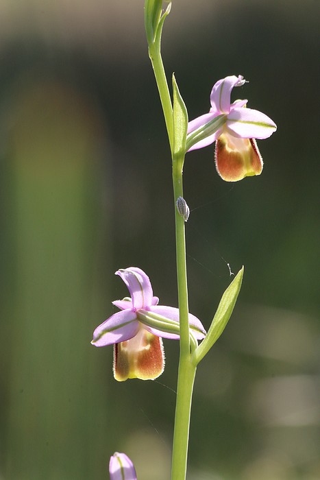 Ophrys lyciensis (Ophrys de Lycie) Op_lyc18