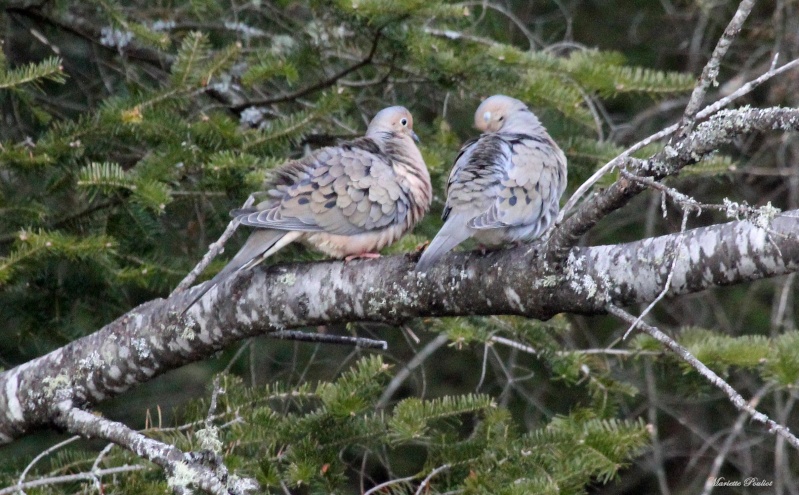 Petit couple de Tourterelles tristes, trop cute! Img_0814