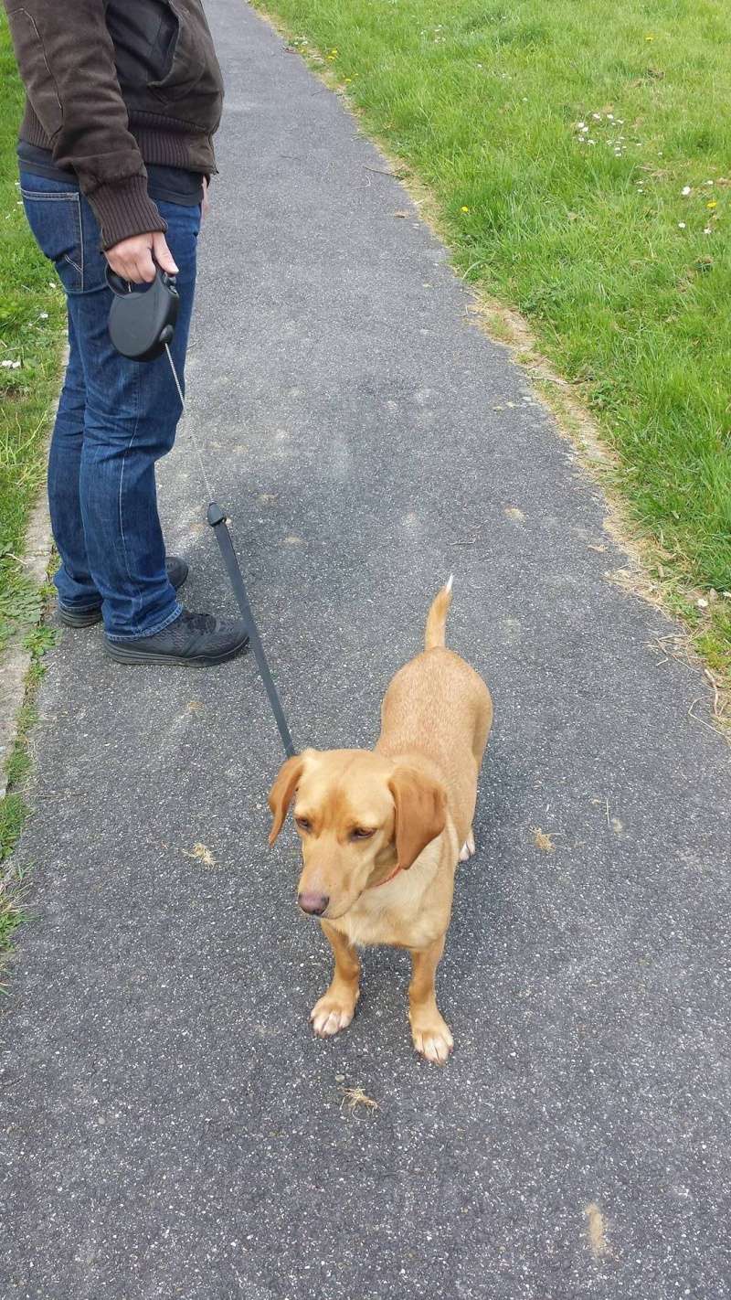 LOOPING, croisé labrador basset, 1 an, M 12986811