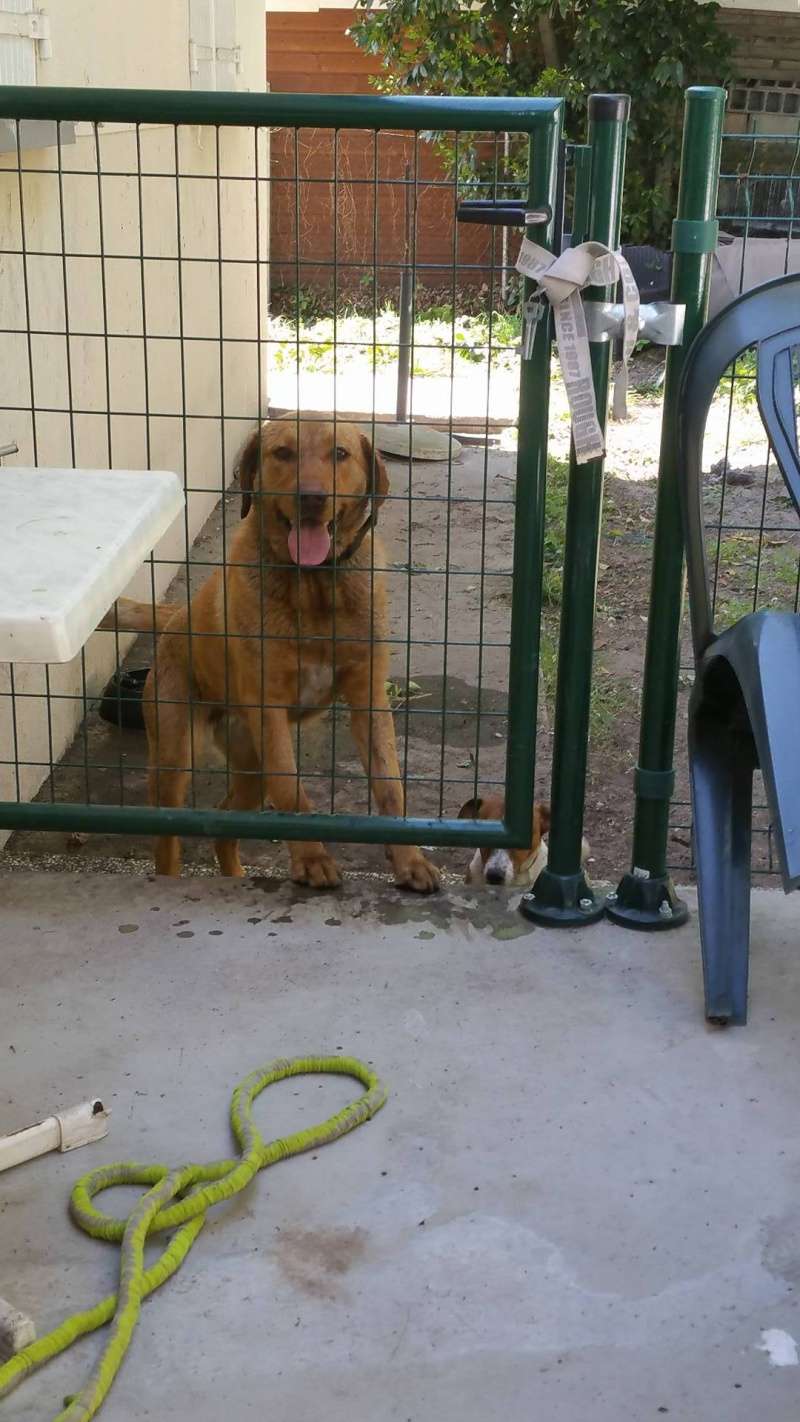 MICKEY, type jack russel 7 mois, m 13230910